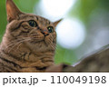 木漏れ日の美しい日本の森に暮らす可愛らしい野良猫 110049198