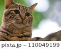 木漏れ日の美しい日本の森に暮らす可愛らしい野良猫 110049199