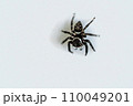 日本の住宅に暮らす小さくて可愛らしいハエトリグモ 110049201