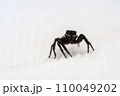可愛らしい瞳でまっすぐ見つめるハエトリグモ 110049202