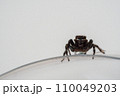 可愛らしい瞳でまっすぐ見つめるハエトリグモ 110049203
