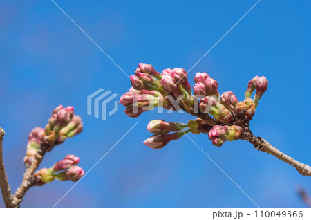 春を待つソメイヨシノの蕾 110049366