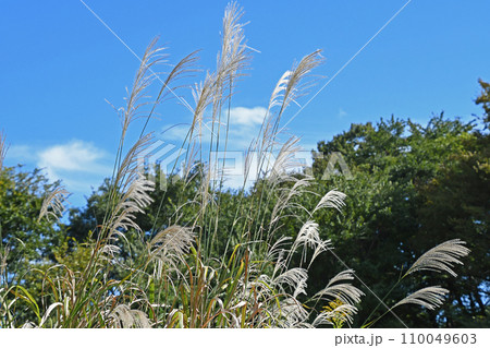 ススキと秋空 110049603