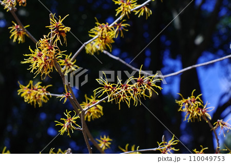 早春の花「マンサク」 早春の花「マンサク」 110049753