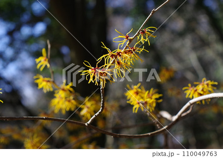早春の花「マンサク」 110049763