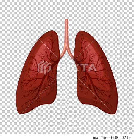 Lungs icon illustration on white 110050238