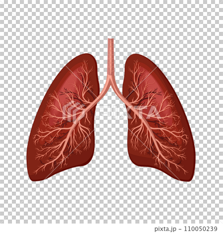 Lungs icon illustration on white 110050239