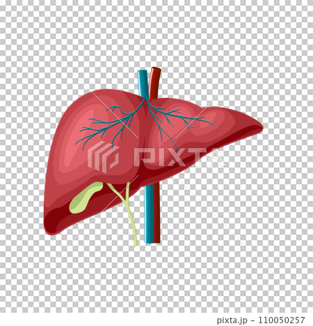 the medical structure of the liver 110050257