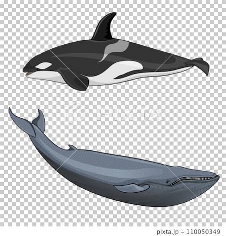 illustration of Blue whale and killer whale 110050349