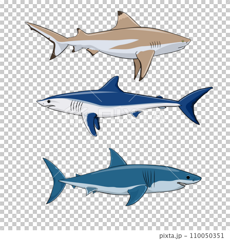 Common sharks set cartoon illustration 110050351