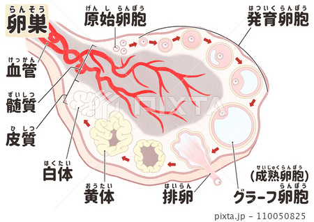 卵巣と卵胞形成の過程の日本語図解イラスト　わかりやすい人体解剖図 110050825