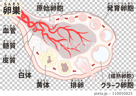 卵巣と卵胞形成の過程の日本語図解イラスト　わかりやすい人体解剖図 110050825