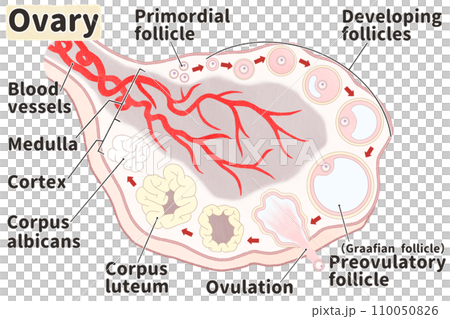 English illustrations of the ovaries and the process of follicle formation - easy-to-understand human anatomy diagram 110050826