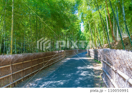 京都府向日市　竹の径　竹垣と竹林 110050991