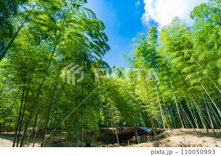 京都府向日市　竹の径　竹林 110050993