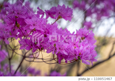 早春の色鮮やかな三葉躑躅~北国の春~ 早春の色鮮やかな三葉躑躅~北国の春~ 110051467