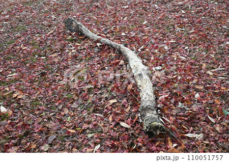 枯れた紅葉と枯れ木 枯れた紅葉と枯れ木 110051757