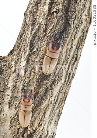 オキピタリスノコギリクワガタ 110051888