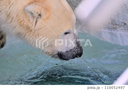 水を飲むホッキョクグマのアップ 110052497