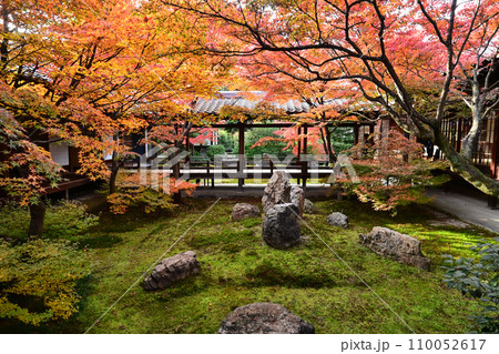 紅葉が色付く京都市東山 建仁寺の潮音庭 110052617