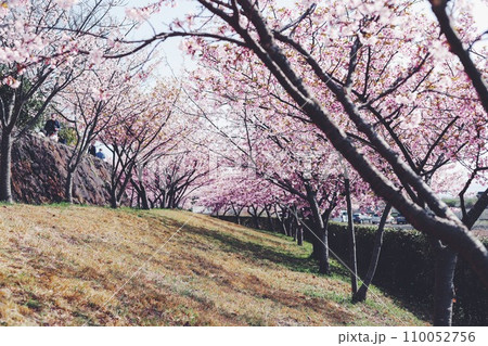 満開になった桜のトンネル 110052756