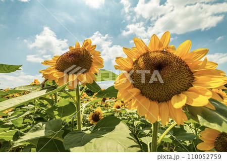 太陽に向かって咲くひまわり 110052759