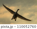 朝焼け空を飛ぶ白鳥 110052760