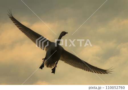 朝焼け空を飛ぶ白鳥 110052760
