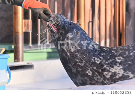 魚を食べるアザラシ ゼニガタアザラシ 魚を食べるアザラシ ゼニガタアザラシ 110052852