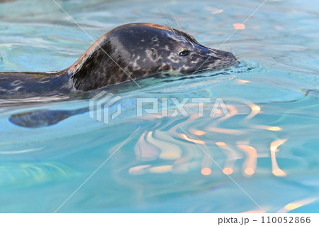 泳ぐアザラシ　ゼニガタアザラシ 110052866