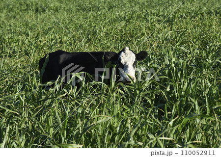 Cattle raising with natural pastures in Pampas countryside, La Pampa Province,Patagonia, Argentina. Cattle raising with natural pastures in Pampas countryside, La Pampa Province,Patagonia, Argentina. 110052911