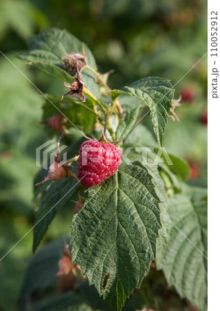 Ripe and unripe raspberry in the fruit garden. Growing natural bush of raspberry. Branch of raspberry in sunlight.. 110052912