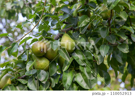 Shiny delicious pears hanging from a tree branch in the orchard.. 110052913