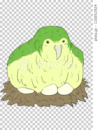 鴞鸚鵡加熱蛋的插圖 110052924