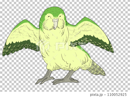 鴞鸚鵡的插圖，臉上非常幸福 110052925