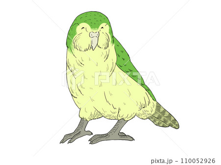 嬉しい顔をしたカカポのイラスト 110052926
