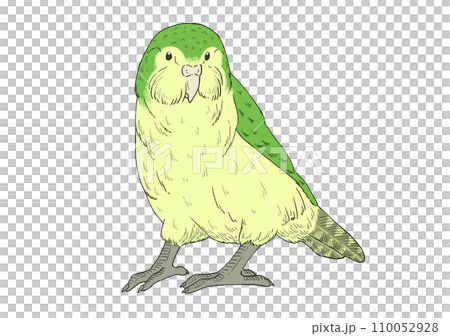 シンプルなカカポのイラスト 110052928