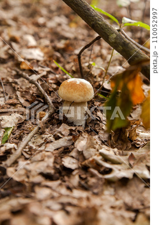 Single Boletus mushroom in the wild. Porcini mushroom grows on the forest floor at autumn season.. Single Boletus mushroom in the wild. Porcini mushroom grows on the forest floor at autumn season.. 110052997