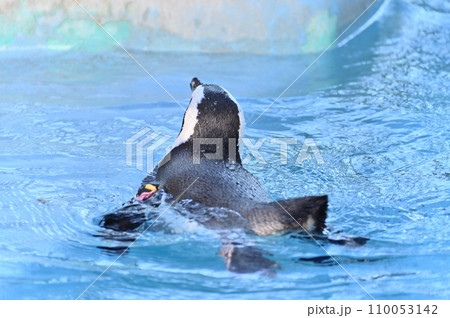 気持ちよさそうに泳ぐケープペンギン 110053142