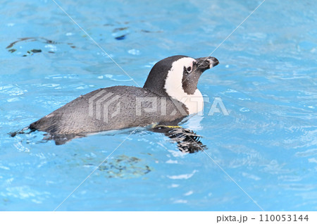 気持ちよさそうに泳ぐケープペンギン 気持ちよさそうに泳ぐケープペンギン 110053144