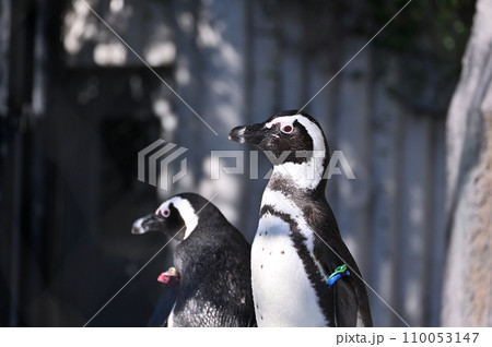 ケープペンギン 110053147