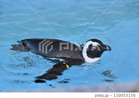 気持ちよさそうに泳ぐケープペンギン 110053150