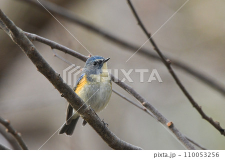 ルリビタキ ルリビタキ 110053256