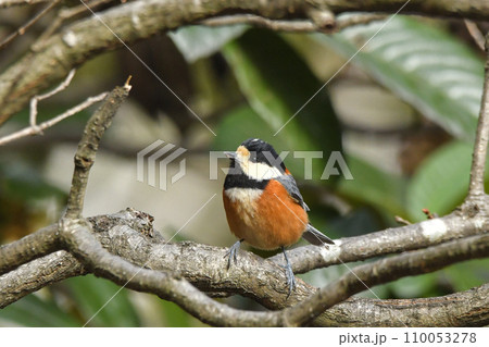 ヤマガラ 110053278