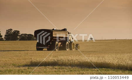 Tractor and hopper working in the harvest in the Argentine field, Buenos Aires province, Argentina. 110053449