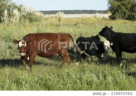Cattle raising with natural pastures in Pampas countryside, La Pampa Province,Patagonia, Argentina. Cattle raising with natural pastures in Pampas countryside, La Pampa Province,Patagonia, Argentina. 110053562
