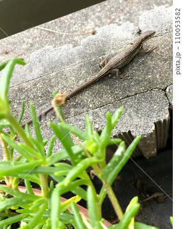 妊娠中のカナヘビ 妊娠中のカナヘビ 110053582