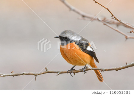 ジョウビタキ ジョウビタキ 110053583