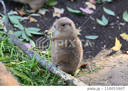 食事中のプレーリードッグ　（オグロプレーリードッグ） 110053907