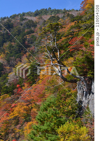 岩に根を張る松と紅葉1(徳島県美馬市木屋平) 岩に根を張る松と紅葉1(徳島県美馬市木屋平) 110054108